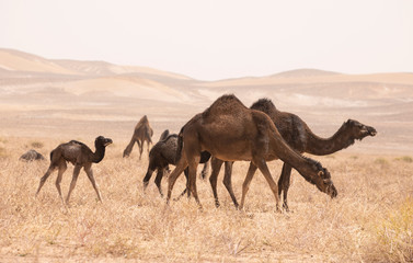 Camels in the Sahara Desert in Morocco