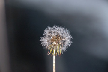 close up of a single dandelion flower with shallow depth of field, abstract grey color background