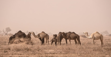Camels in the Sahara Desert in Morocco