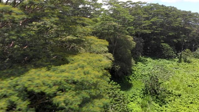 aerial of albizia trees from drone flying close up and fast near them. over view of thick grove. 150 feet tall dangerous trees. they are brittle and fall on houses regularly
