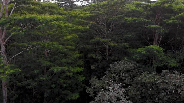 aerial of albizia trees from drone flying close up and fast near them. over view of thick grove. 150 feet tall dangerous trees. they are brittle and fall on houses regularly