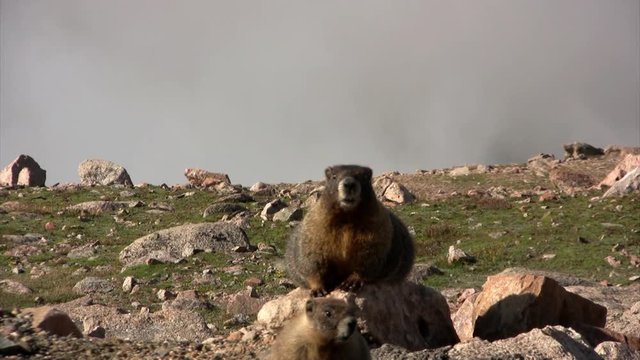 Yellow belly Marmot, Mt. Evans, Colorado USA