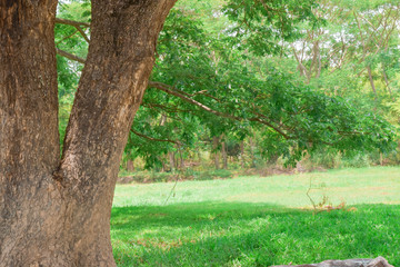 Big tree on grass in countryside