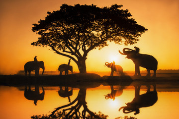 Fototapeta na wymiar Silhouette elephant on the background of sunset,elephant thai in surin thailand