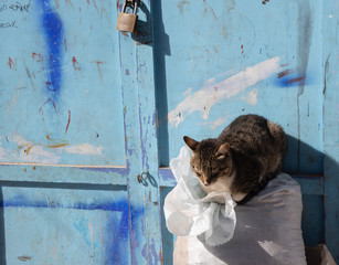 Cats are very prevalent in Morocco