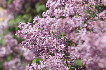 Fototapeta premium purple lilac on green background