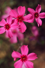 pink flowers in the garden