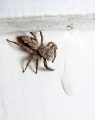 jumping spider on a wall wall