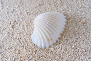 Fototapeta na wymiar shell on beach