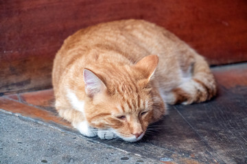 sleepy cat hiding its paws under its chest shallow depth of field