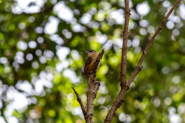 Carolina Wren