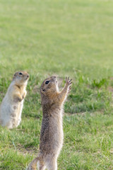 two gophers stand in a clearing. one gopher raised his legs and asks for something
