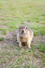 Naklejka na ściany i meble funny gopher looks at the camera with an emotion of bewilderment and disgust