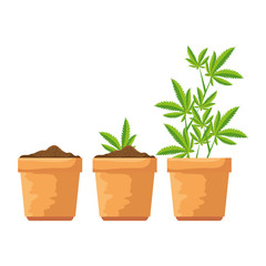 Fototapeta premium cannabis plants in pots group