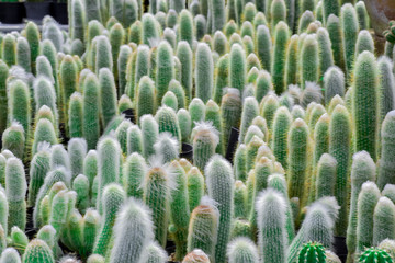cactus in nursery tray, beautiful cactus in Thai