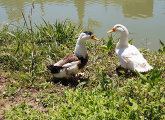 Geese walk on the green grass near the pond 