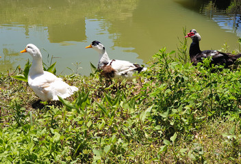 Geese walk on the green grass near the pond 