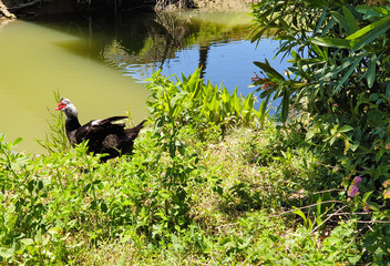 Geese walk on the green grass near the pond 