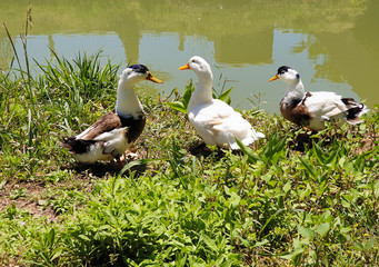 Geese walk on the green grass near the pond 
