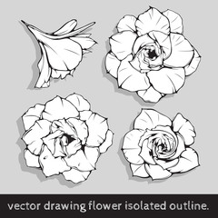 vector drawing flower isolated outline, Black and white image picture illustration.