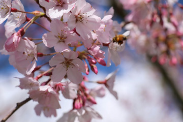 Honey Bee on a Cherry Blossom in New Zealand