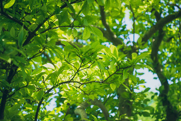 Fototapeta na wymiar Sunlight shining through tree leaves and branches