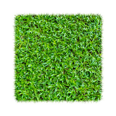 Green grass. Natural texture background. Fresh spring green grass. Isolated on white background.