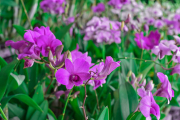 Close-up image of purple orchids flower, Thai orchid
