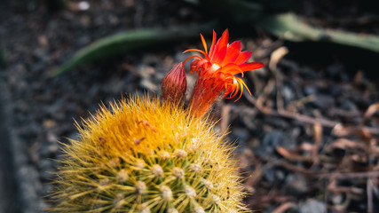 Cactus flower