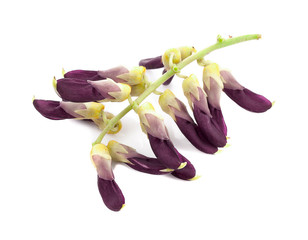 Mucuna pruriens isolated on white background