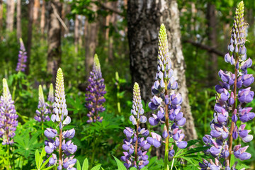 Obraz premium Blue forest