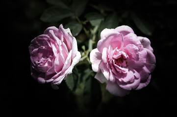 Rose flowers in the design of natural dark tones. The image is the art