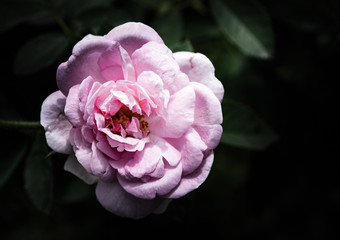 Rose flowers in the design of natural dark tones. The image is the art