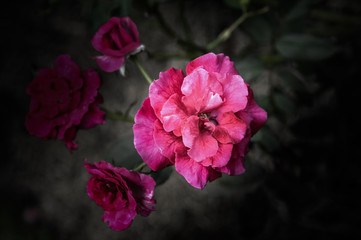 Rose flowers in the design of natural dark tones. The image is the art