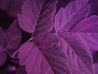 The leaves of garden plants in the purple tinted