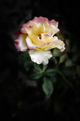 Rose flowers in the design of natural dark tones. The image is the art