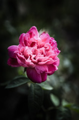 Rose flowers in the design of natural dark tones. The image is the art