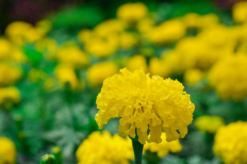 Close-up, Marigold with blur background in garden