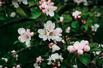 The apple blossom blossoms white in the spring.