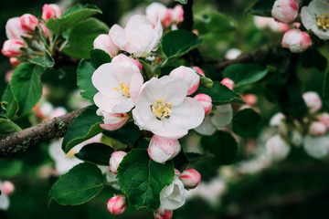 Fototapeta na wymiar The apple blossom blossoms white in the spring.