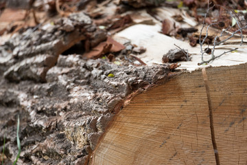 Nahaufnahme von eienm gefällten Baum