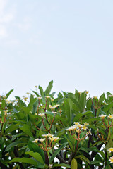 Beautiful green leaves and sky background