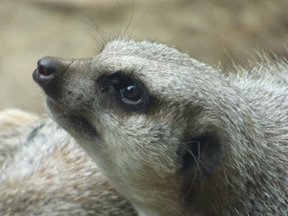 suricata
