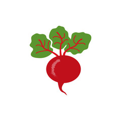 Beetroot vector icon isolated on white.