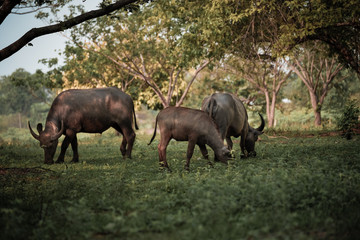 Fototapeta premium Bawół jedzący trawę pod drzewem