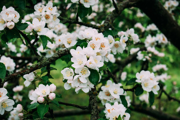 The apple blossom blossoms white in the spring.