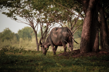 Buffalo eating grass under the tree