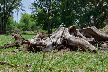 Fototapeta na wymiar Dried stumps on grass in countryside