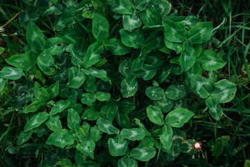 The clover is covered by morning dew.