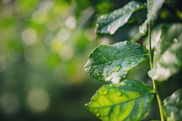 Closeup Drops of water on green leaf, the nature view in the garden at summer.